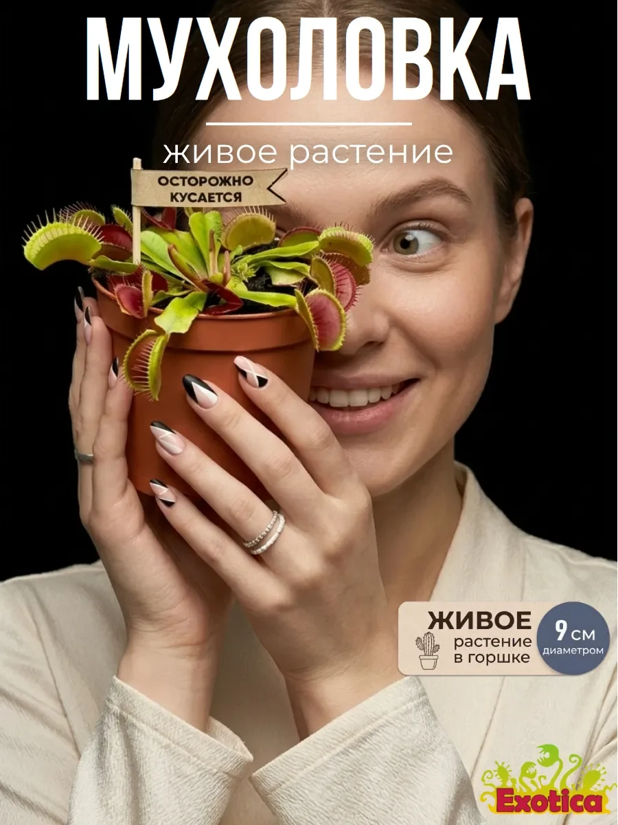 Венерина мухоловка — живое хищное растение в горшке